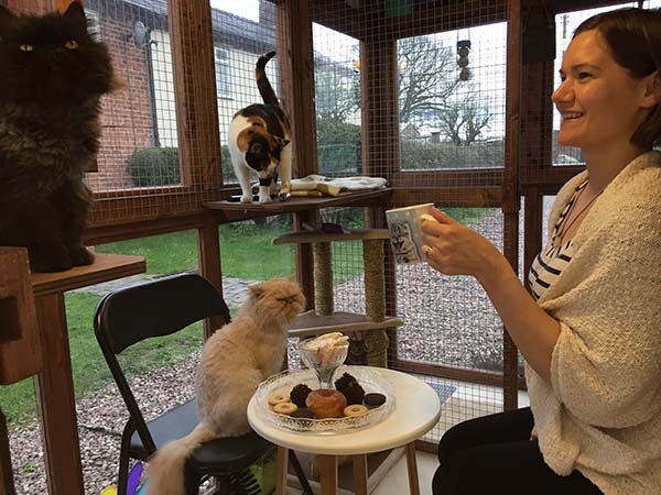 Shropshire Street Cats  Cat  Cafe 