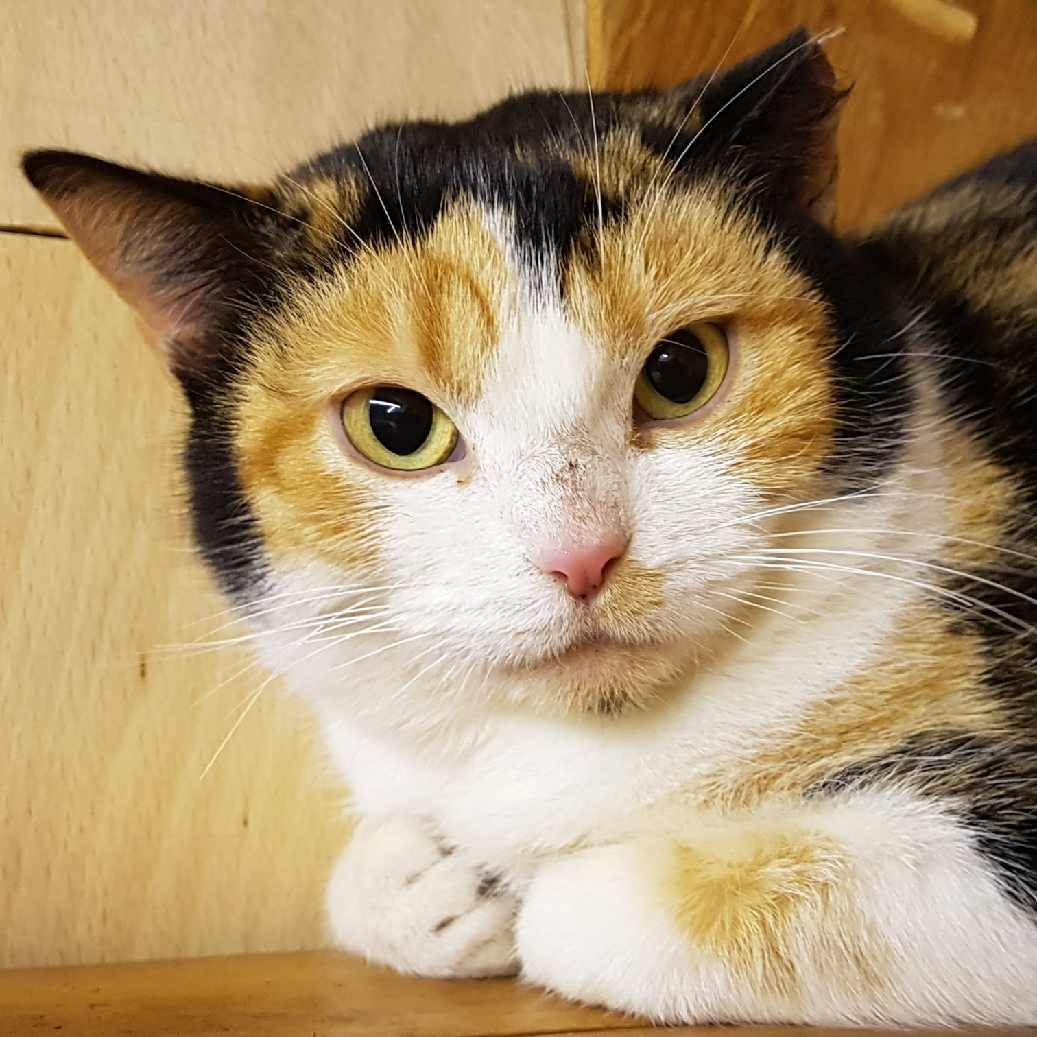Melba