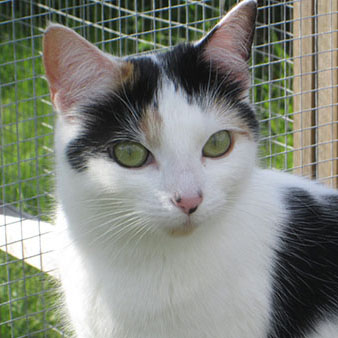 Cats for rehoming – Shropshire Street Cats