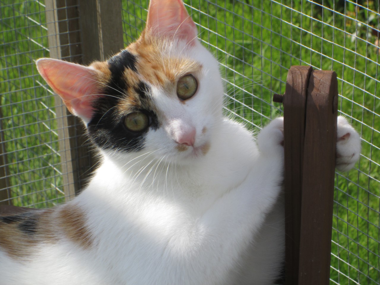cleo 1