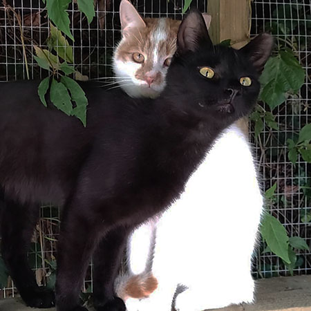 louis and harvey