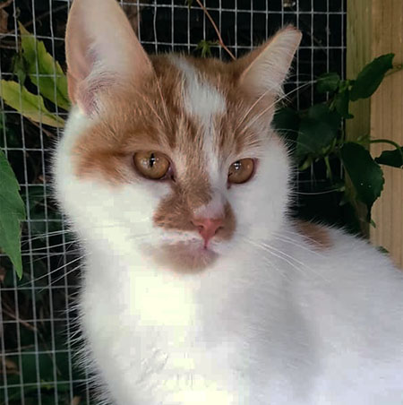louis