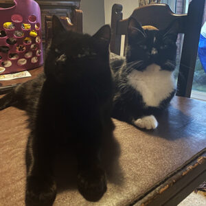 kiwi and smudge