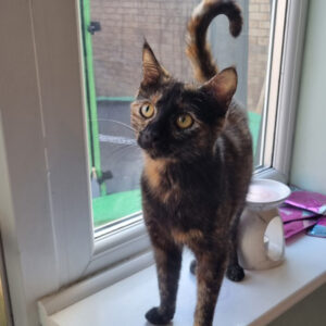 Pepper
