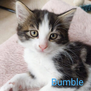 bumble