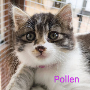 pollen