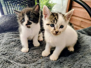 kits 1