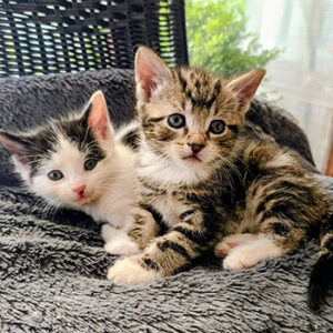 kits 2